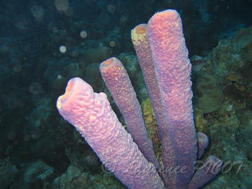 Aplysina archeri.JPG
